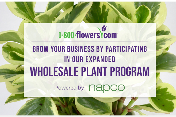 Grow Your Business With Our Wholesale Plant Program